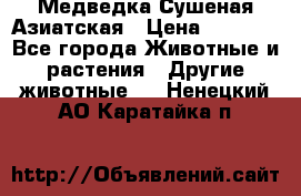 Медведка Сушеная Азиатская › Цена ­ 1 400 - Все города Животные и растения » Другие животные   . Ненецкий АО,Каратайка п.